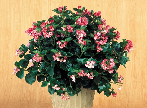 B. ‘Coconut Ice’